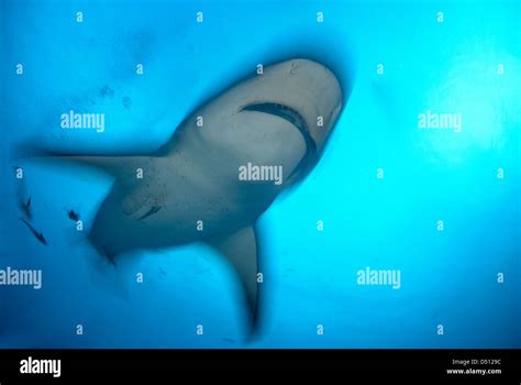 Bull Shark Carcharhinus Leucas Stock Photo Alamy