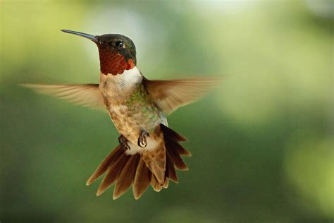 Hummingbird In Flight Museum Of The Red River