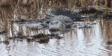 Florida Alligator Hunting Season Changes Latest Weather Clips Fox