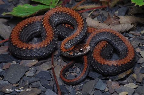 Storeria Occipitomaculata Redbelly Snake Snake Reptiles West Virginia