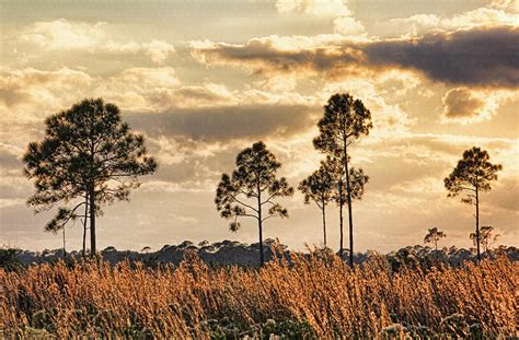 Florida Pine Landscape By H H Photography Of Florida Photograph By Hh
