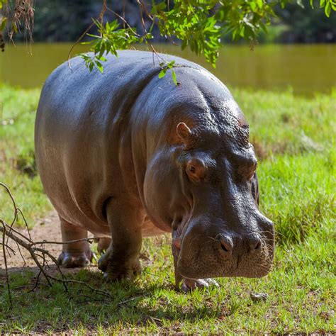 Pictures Of Hippopotamus Clashing Pride