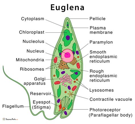 The structure of a bone cell will directly relate to its function. Euglena: Definition, Structure, & Characteristics with Diagram