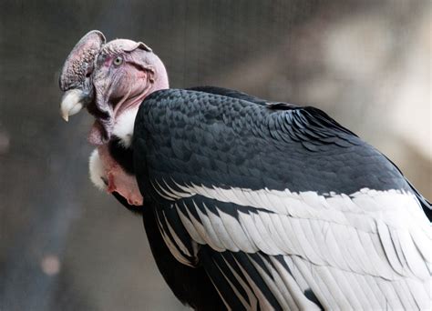Everything You Wanted To Know About The Andean Condor Owlcation