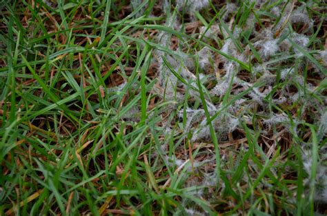 How To Treat Snow Mold In Lawns Lush Lawn