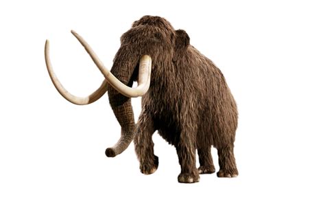 Mammoth Png Transparent Image Download Size 1600x1003px