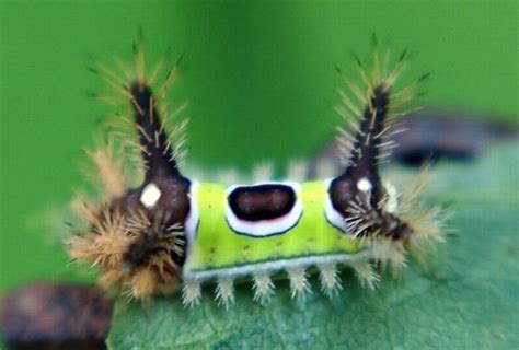 10 Insects That Look Like Aliens Bit Rebels