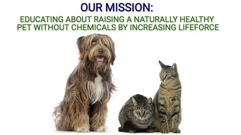 Might these same practices keep your pet in better. Holistic Pet Care - YouTube