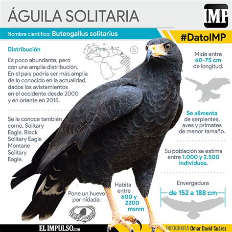 Top 50 Imagen Nombre Cientifico Aguila Abzlocalmx