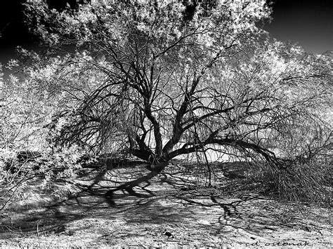 Arizona Desert Tree Digital Art By Cd Ostenak Fine Art America