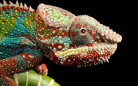 4530928 Colorful Animals Chameleons Macro Rare Gallery Hd Wallpapers