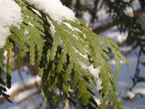 Eastern White Cedar Eastern White Cedar Thuja Occidentali Flickr