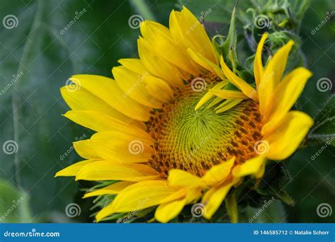 Sunflower Blossom Almost Open Selective Focus Stock Photo Image Of