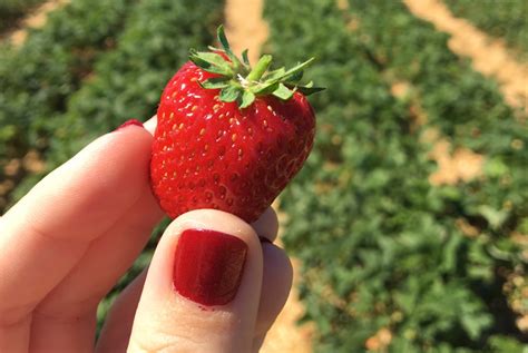 Picking Your Own Fruit Near Copenhagen Routes North