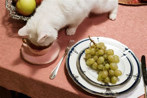 Descubre Los 5 Alimentos Que Tu Gato No Debe Comer Razas Y Perros