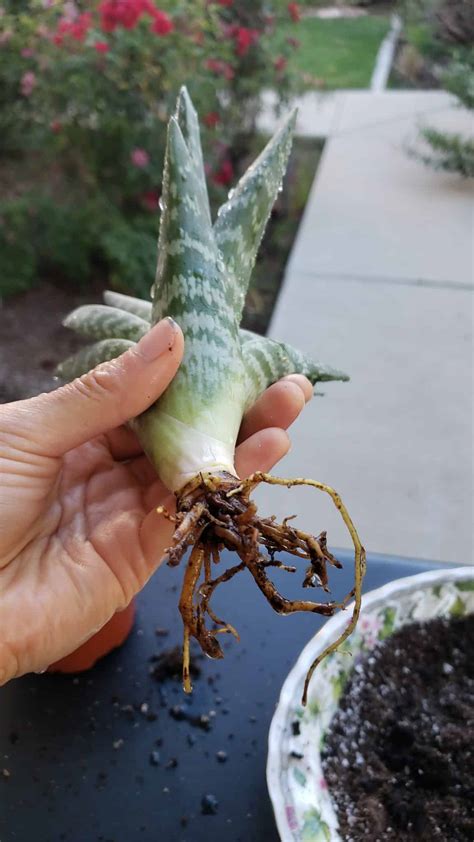 How To Save Aloe Plant With Root Rot