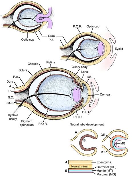Organogenesis Eye Embryology