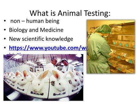 Ppt Animal Testing Powerpoint Presentation Free Download Id2659599