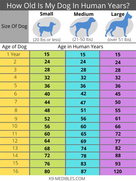 How To Determine Dog Age In Human Years