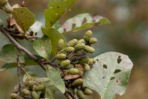 尼泊尔桤木（alnus Nepalensis） 一麟 姚 Flickr