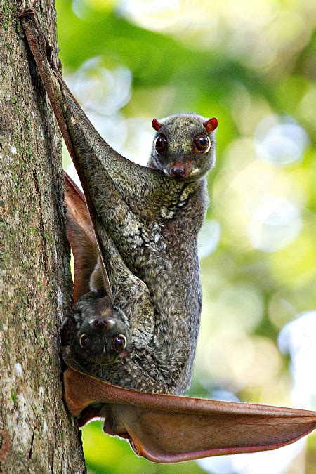 The Colugo Is By Far The Most Proficent Glider Of Any Mammal Capable