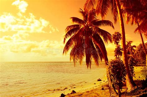 Tropical Coconut Palm Tree Sunset Stock Photo Image Of Bora Moorea