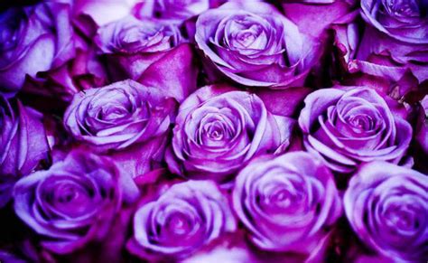 Оттенки фиолетового: разновидности, сочетание с другими цветами
