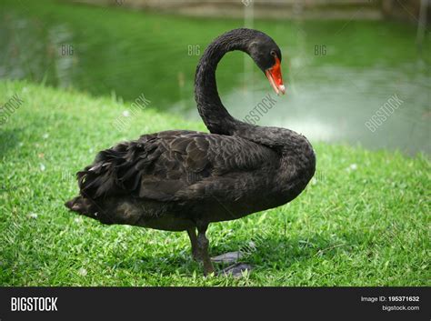 Black Long Neck Goose Image And Photo Free Trial Bigstock