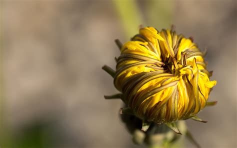 Download Wallpaper 3840x2400 Dandelion Flower Bud Close Up 4k Ultra