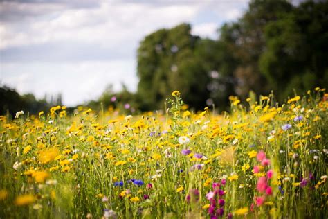 Planting Wildflowers How To Plant And Care For Wildflower Gardens