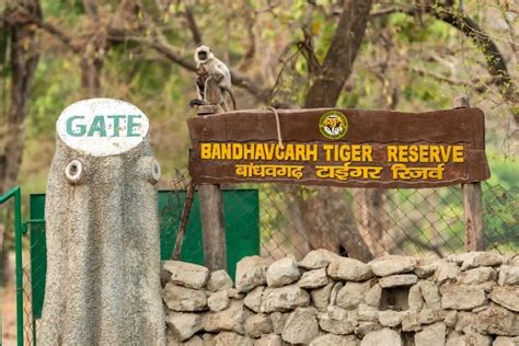 Bandhavgarh Best Destination For Wildlife Travelers In India