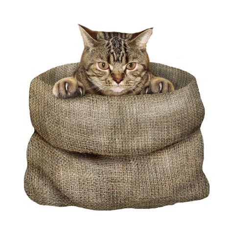 Cat In The Sack Stock Image Image Of Humor Hide Creative 119968507