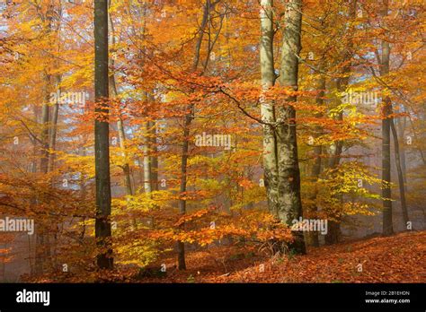 Beech Fagus Silvatica Of Northern Vosges In Autumn Regional Natural