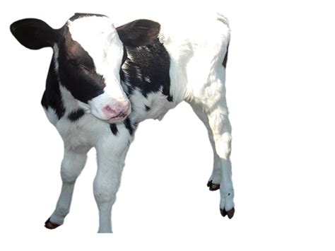 Collection Of Baby Calf PNG PlusPNG