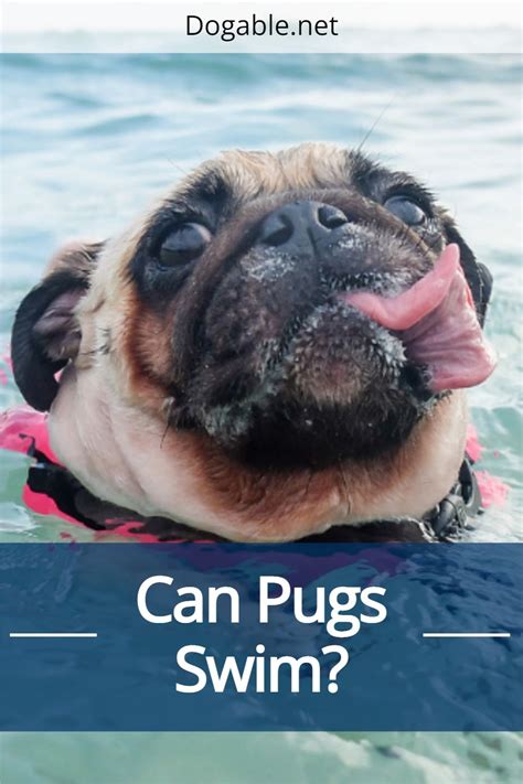 Can Pugs Swim In 2022 Can Pugs Swim Pugs Lap Dogs