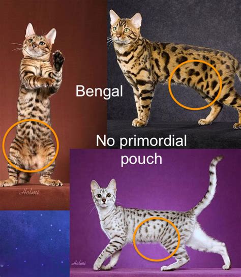 It would be unusual for a month old kitten to have a prominent primordial pouch, especially compared to their siblings as they are presumably on the same diet. Challenging the theories about the cat's primordial pouch ...