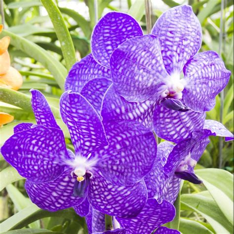 Orchidée Vanda Blue Magic Xxl Hauteur Avec Pot 60cm En Suspension