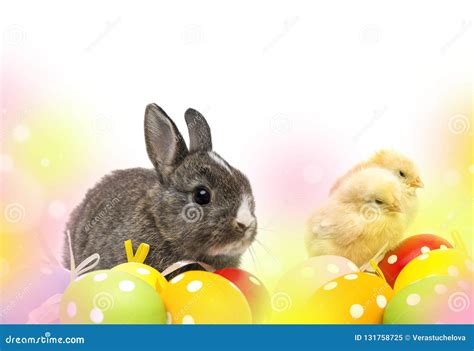 Chickens And Rabbit And Easter Eggs Stock Image Image Of Orange