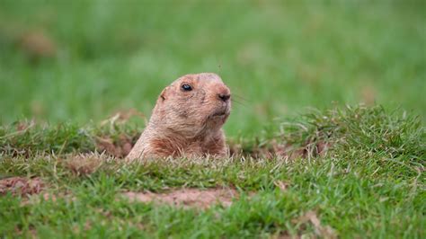 7 Ways To Get Rid Of Groundhogs Without Hurting Them Toms Guide