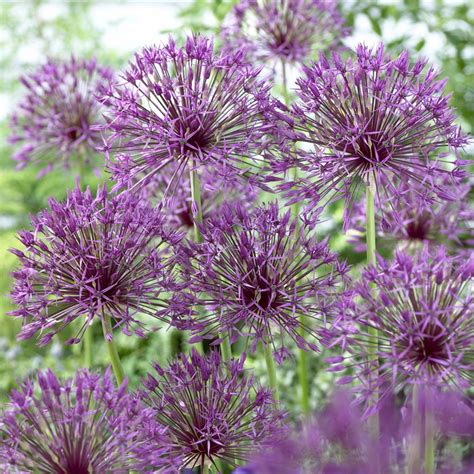 Van Zyverden Allium Purple Rain Set Of 12 Bulbs Purple Part Sun