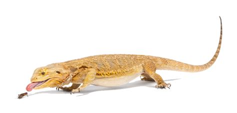 Download Bearded Dragon File Hq Png Image Freepngimg