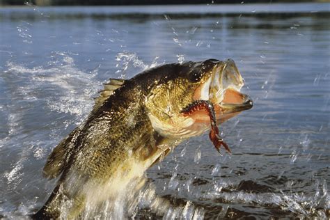 6 Tips To Catch Bass As A Co Angler The Bass Fishing Life