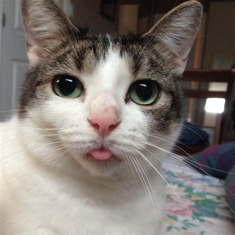 Some Of The Best Cat Tongues From Reddits Blep Community I Can Has