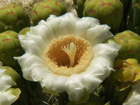 Photo Arizona State Flower Flowers Cactus Flower