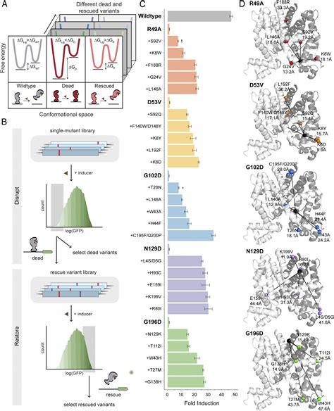 Functional Plasticity And Evolutionary Adaptation Of Allosteric