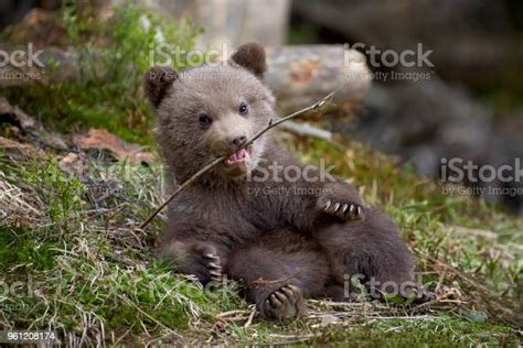 Wild Brown Bear Cub Closeup Stock Photo Download Image Now Bear Cub