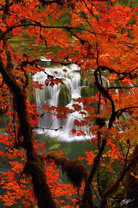 P134 Fall Maple Lower Lewis River Falls Washington Randall J Hodges