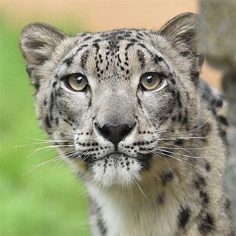 Anne The Snow Leopard Photography By Sandiegozoo Naturegeography