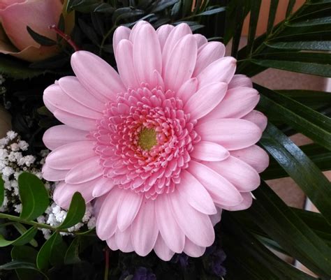 Rosa Gerbera Hybrid Gehört Zu Den Beliebtesten Schnittblumen Weltweit