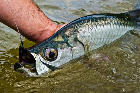 A Quick Guide To Tarpon Fishing In Belize Yellow Dog